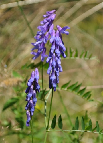 Vika tenkolistá - Vicia tenuifolia