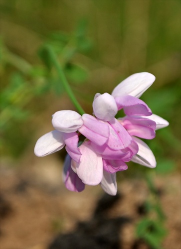 Ranostaj pestrý - Coronilla varia