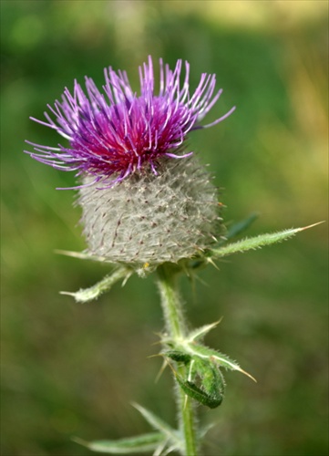 Pichliač belohlavý - Cirsium eriophorum