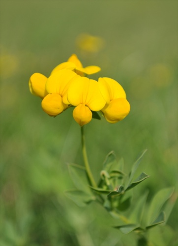 Ľadenec rožkatý - Lotus corniculatus