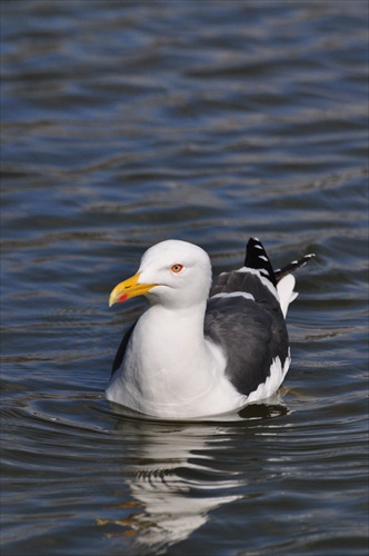 Larus Fuscus