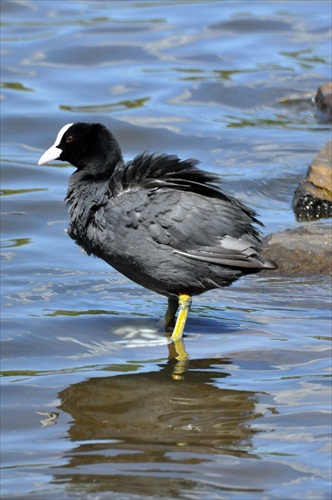 Fulica Atra