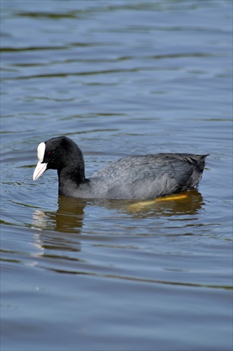 Fulica atra