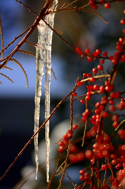 cencúle / icicles