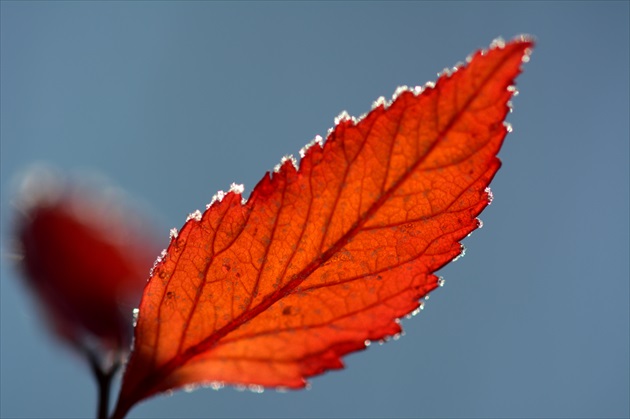 lístok vo svetle /leaf in the light