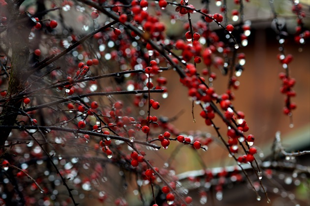 Mrznúci dážď / freezing rain