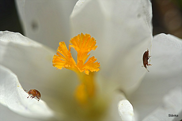 Krokus