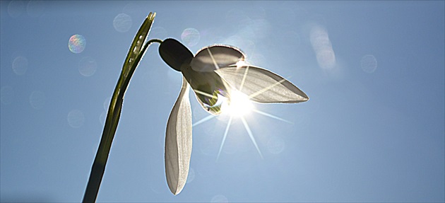 Snežienka / Snowdrop