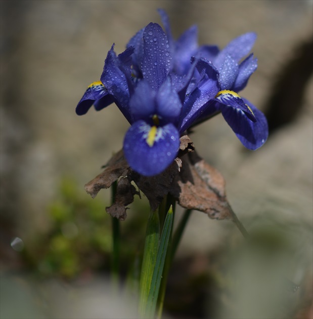 Iris