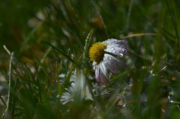 Daisies