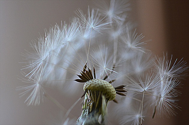 dandelion