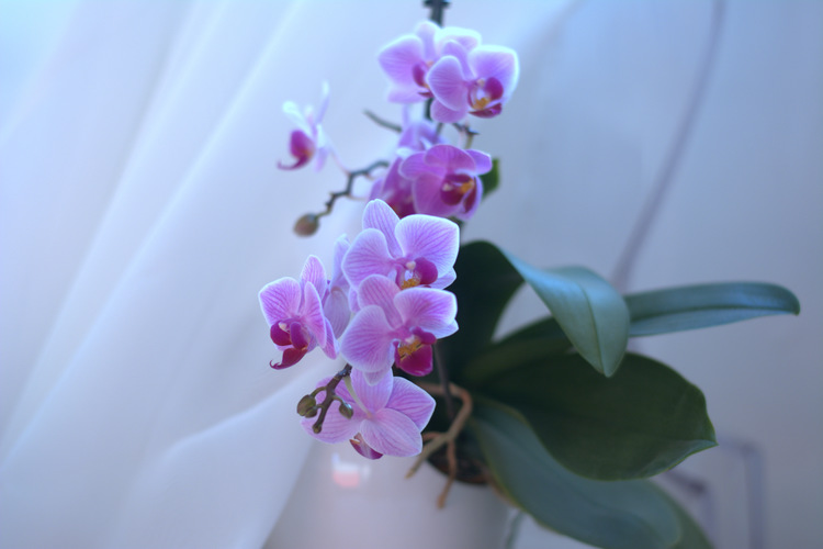 orchidea