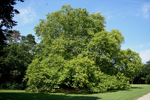 "Môj" strom - Laxenburg