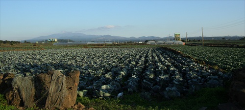 kapustove polia "Jeju"