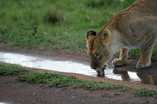 Masai Mara - Safari