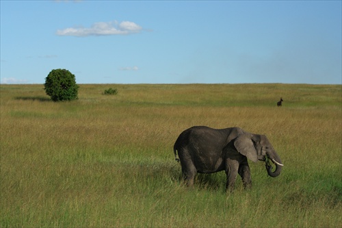 Masai Mara - Safari