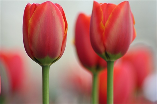 Tulipany