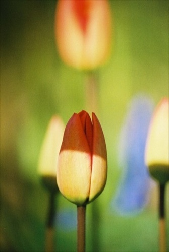 Tulipany