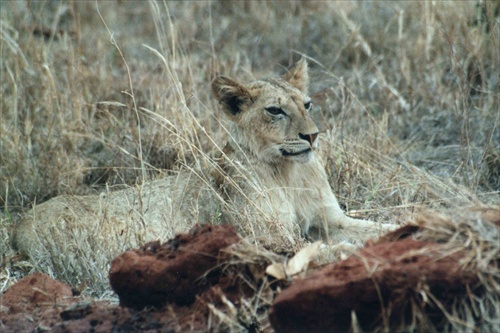 Kenya - Tsavo - wow