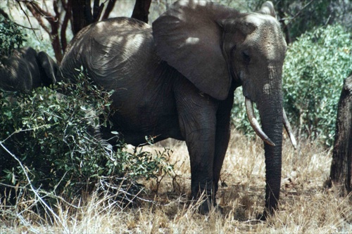 Kenya - Tsavo