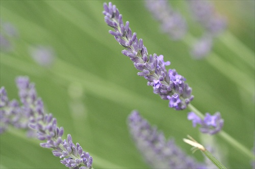 Levandula