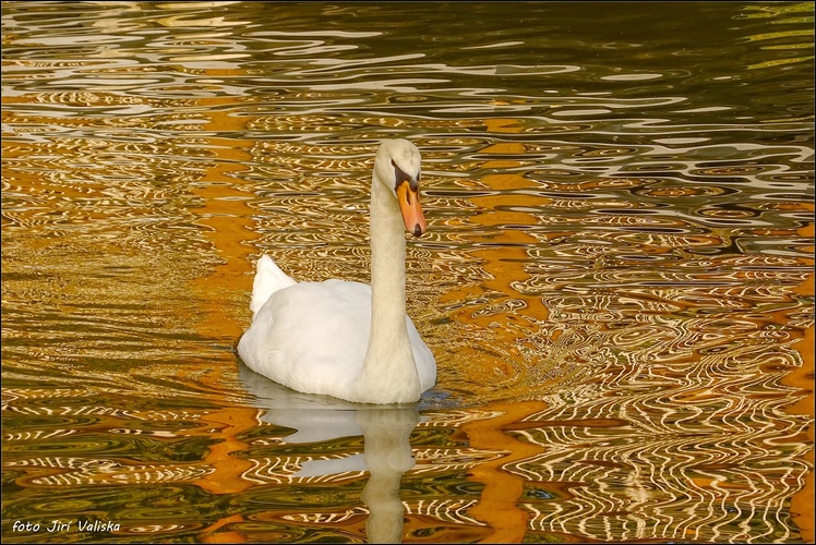 na návšteve ZOO