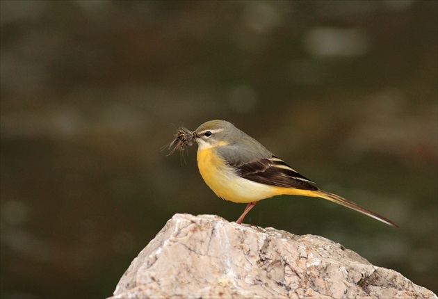 Trasochvost horský (Motacilla cinerea)