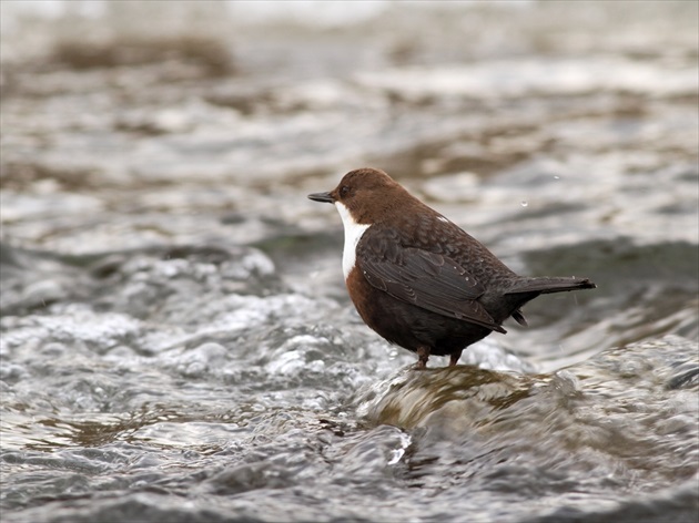 Vodnár potočný (Cinclus cinclus)