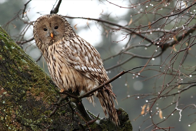 Sova dlhochvostá (Strix uralensis)