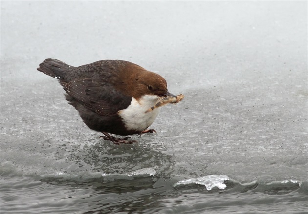 Vodnár potočný (Cinclus cinclus)