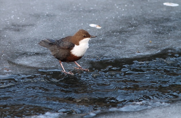 Vodnár potočný (Cinclus cinclus)