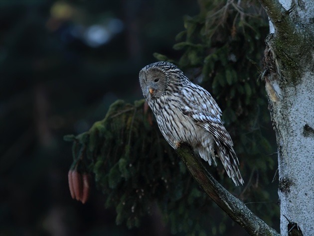 Sova dlhochvostá (Strix uralensis)