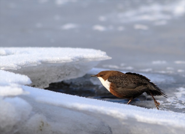 Vodnár potočný (Cinclus cinclus)