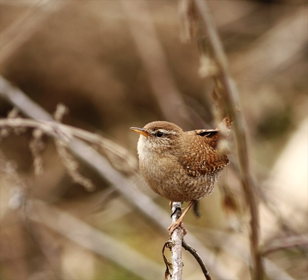 Oriešok obyčajný (Troglodytes troglodytes)