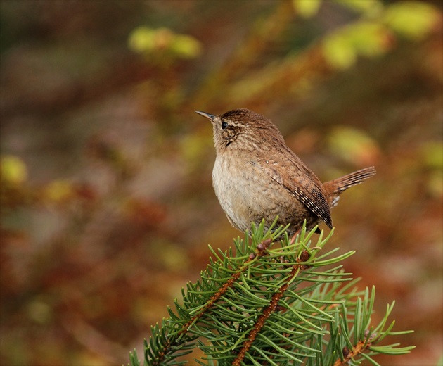 Oriešok obyčajný (Troglodytes troglodytes)