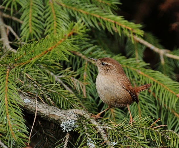 Oriešok obyčajný (Troglodytes troglodytes)