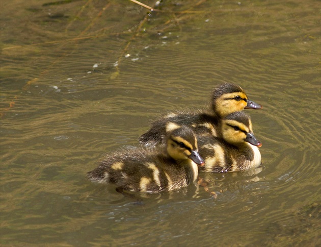 Trio