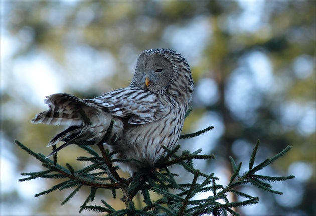 Sova dlhochvostá (Strix uralensis)