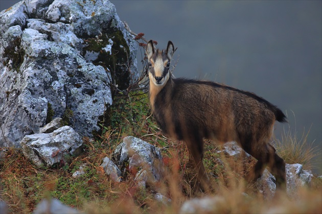 Kamzík vrchovský (Rupicapra rupicapra)