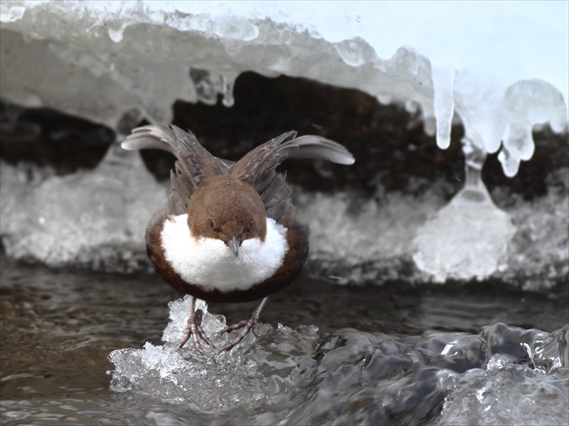 Vodnár potočný (Cinclus cinclus)