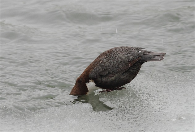 Vodnár potočný (Cinclus cinclus)