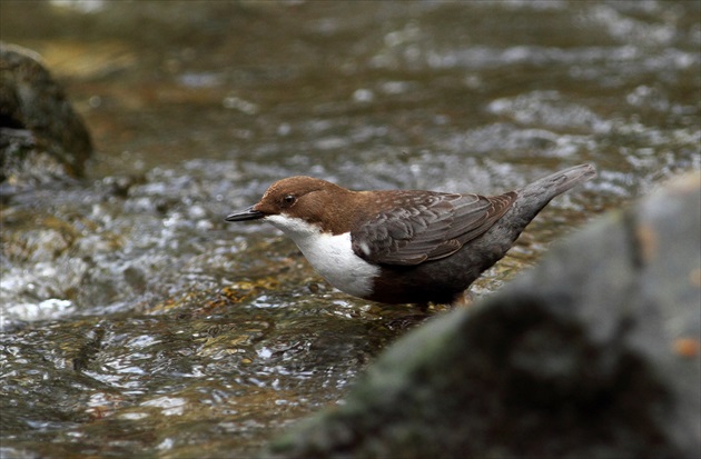 Vodnár potočný (Cinclus cinclus)