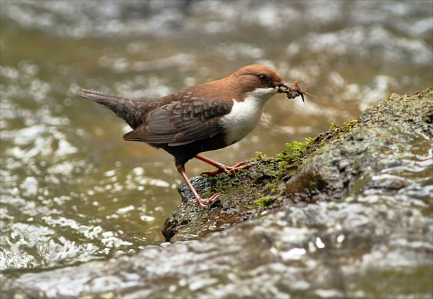 Vodnár potočný (Cinclus cinclus)