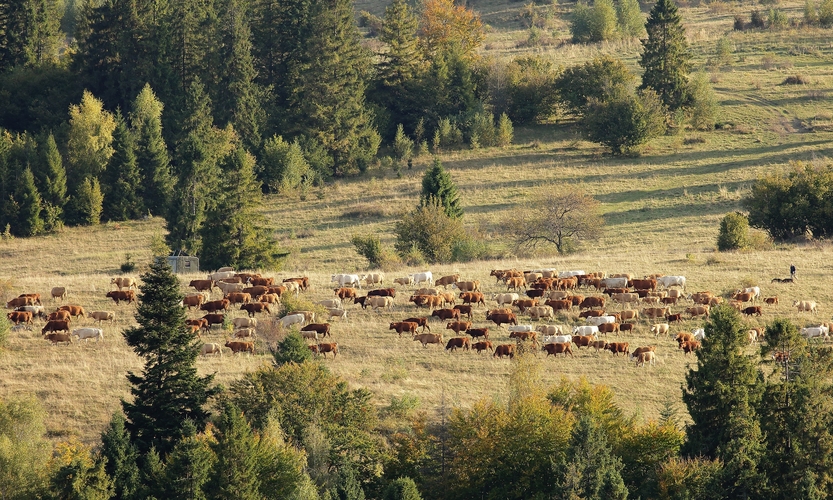 Októbrova paša