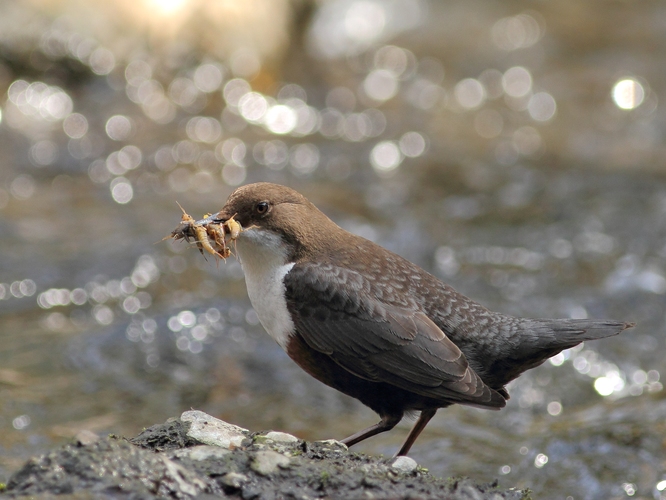 Vodnár potočný (Cinclus cinclus)