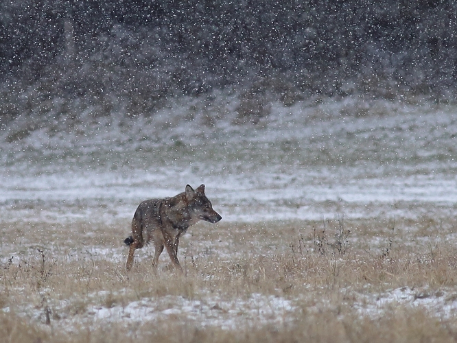 Canis lupus