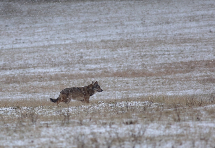 Vlčko (canis lupus)