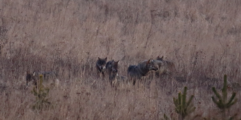 Canis lupus