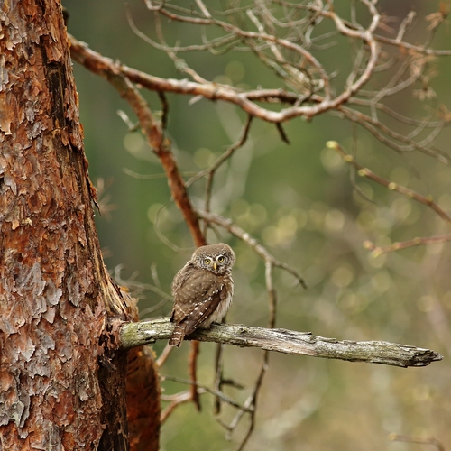 Kuvičok vrabčí (Glaucidium passerinum)