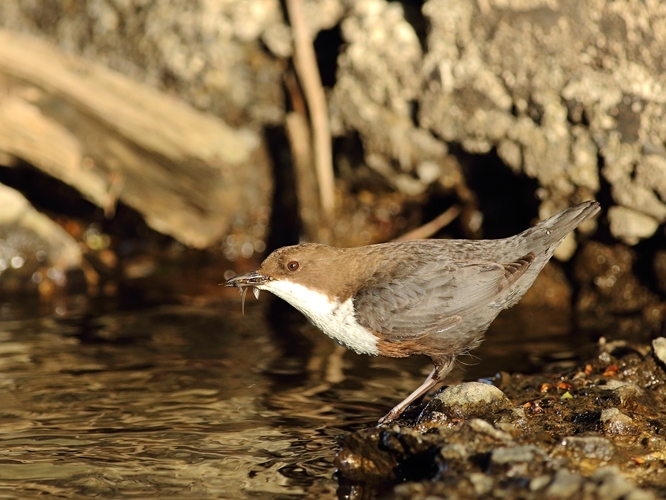 Vodnár potočný (Cinclus cinclus)